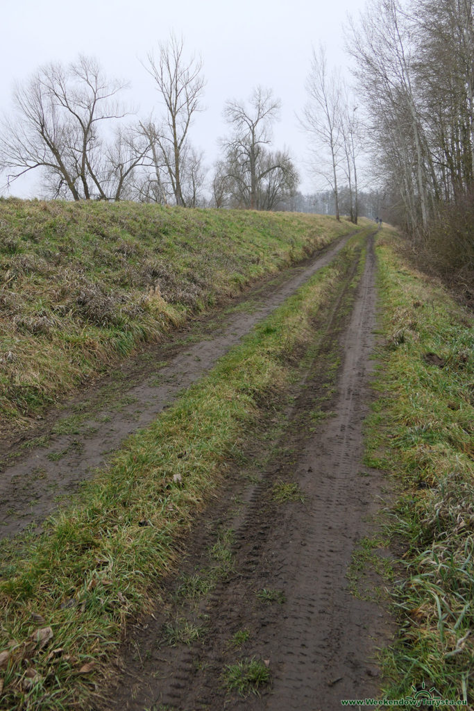 Czerwieńsk - wał przeciwpowodziowy