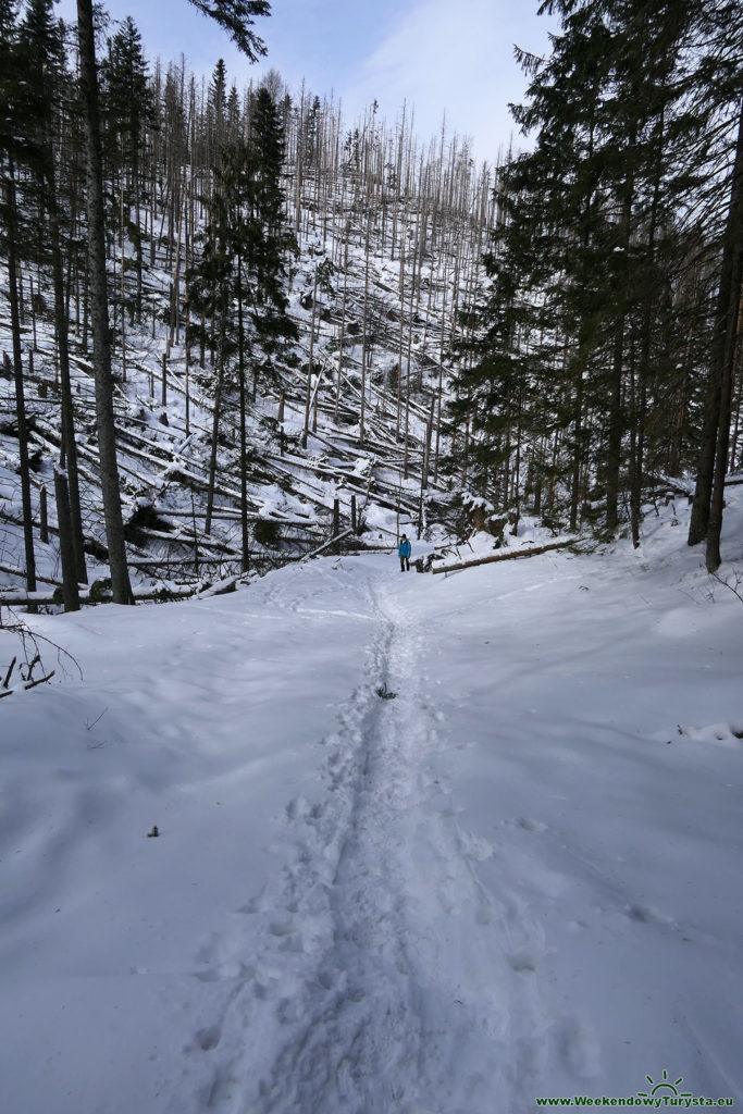 Tatrzański Park Narodowy - Staników Żleb - wiatrołomy