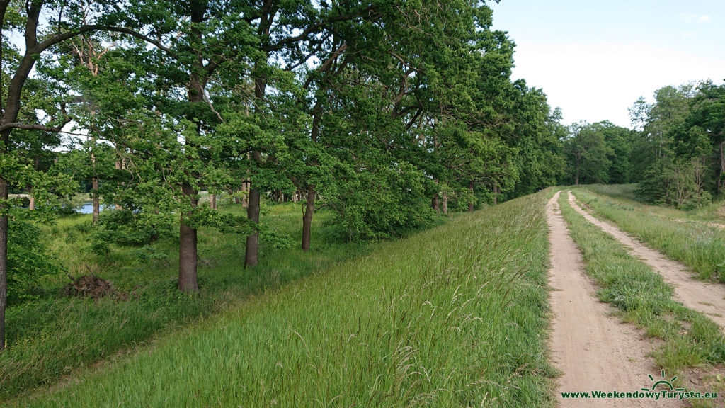 Wał przeciwpowodziowy nad Odrą