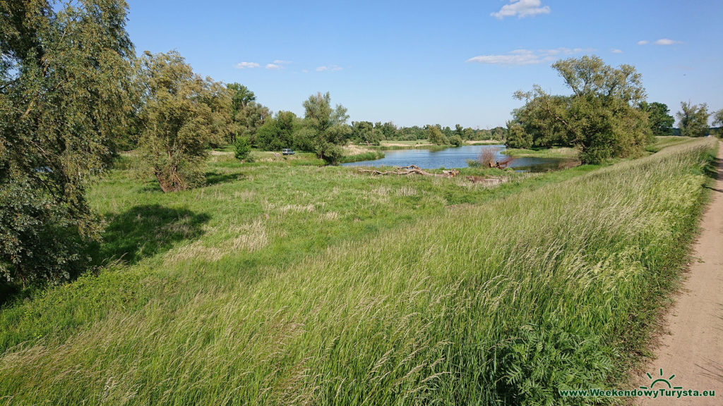 Wał przeciwpowodziowy nad Odrą