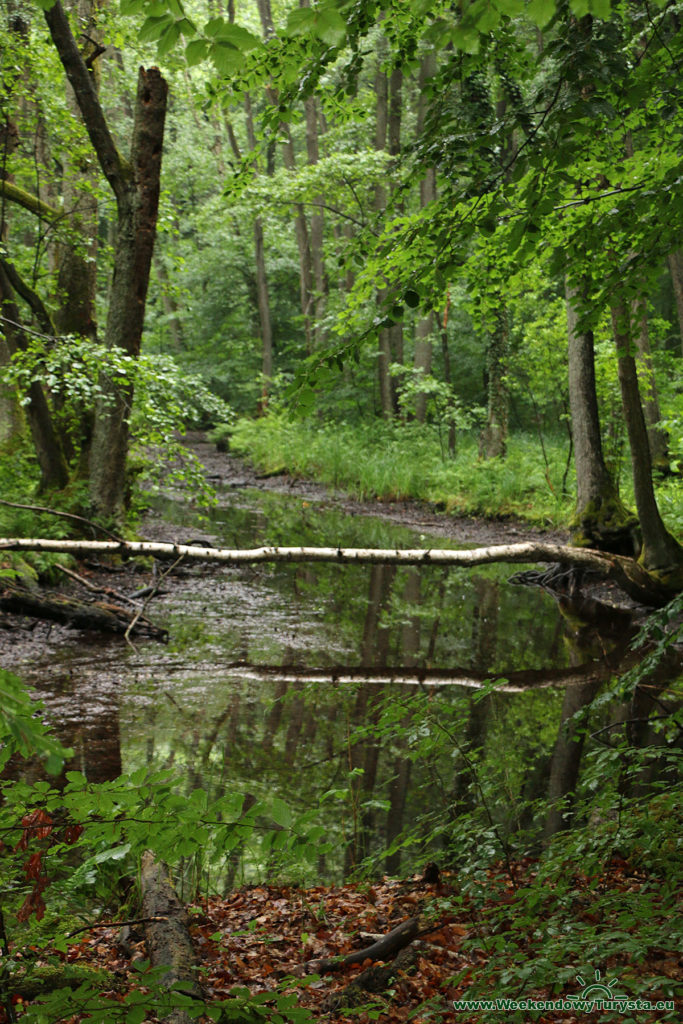 Łagów Lubuski - rzeka Łagowa