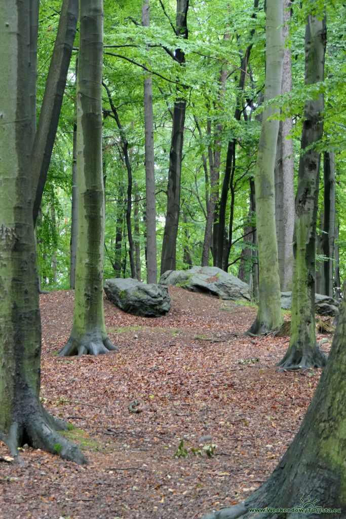 Wzgórze Kościuszki Park Miejski - alejki