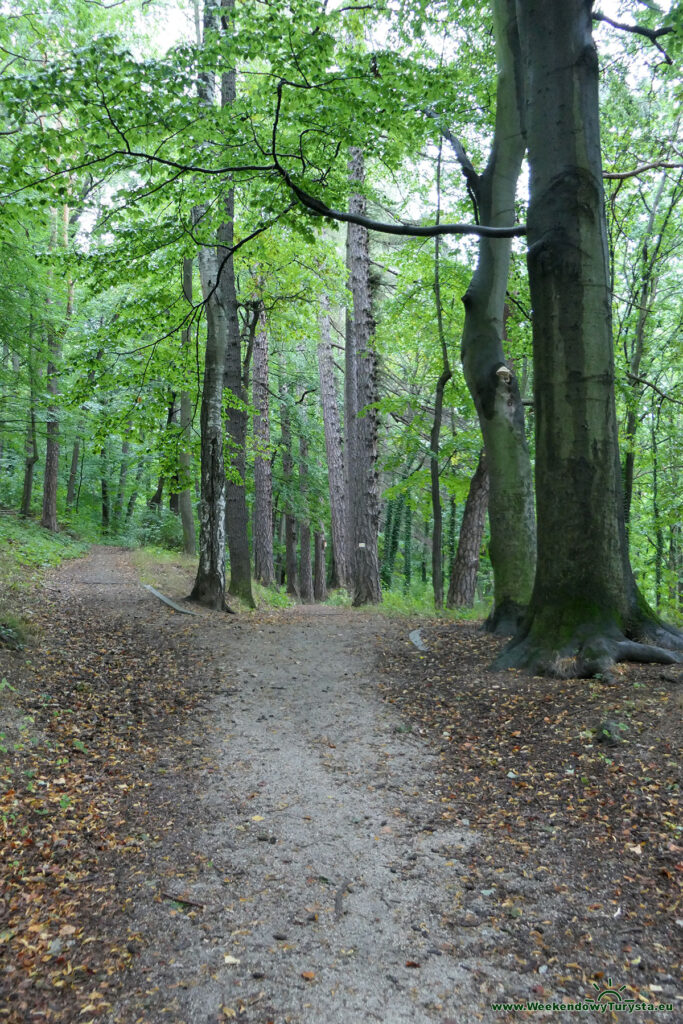 Wzgórze Kościuszki Park Miejski - alejki parkowe