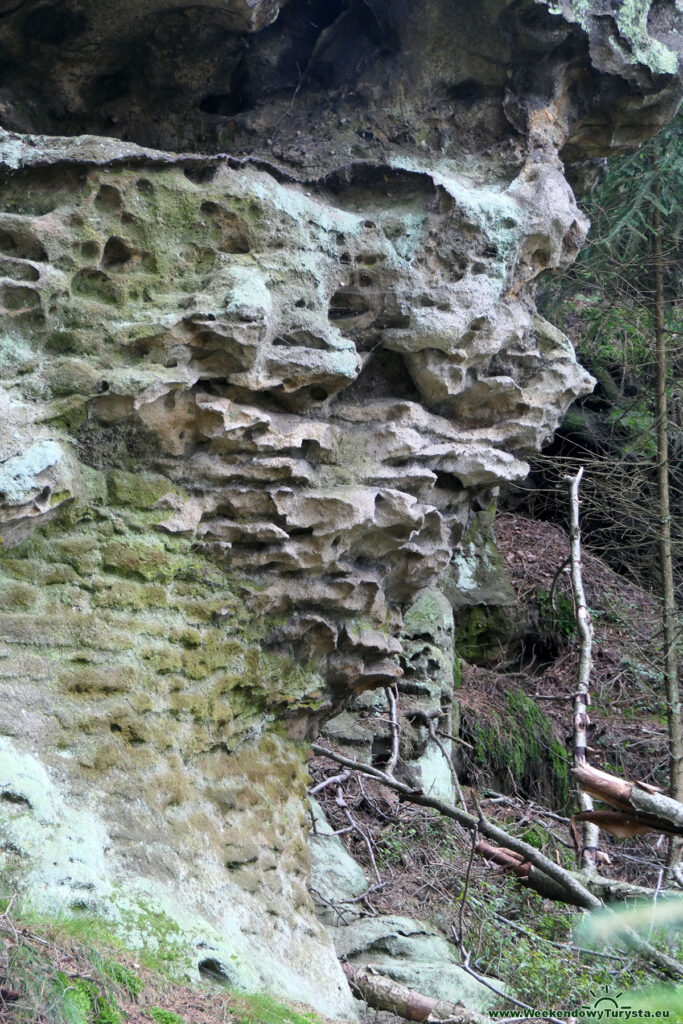 Żółty szlak obok Oybin