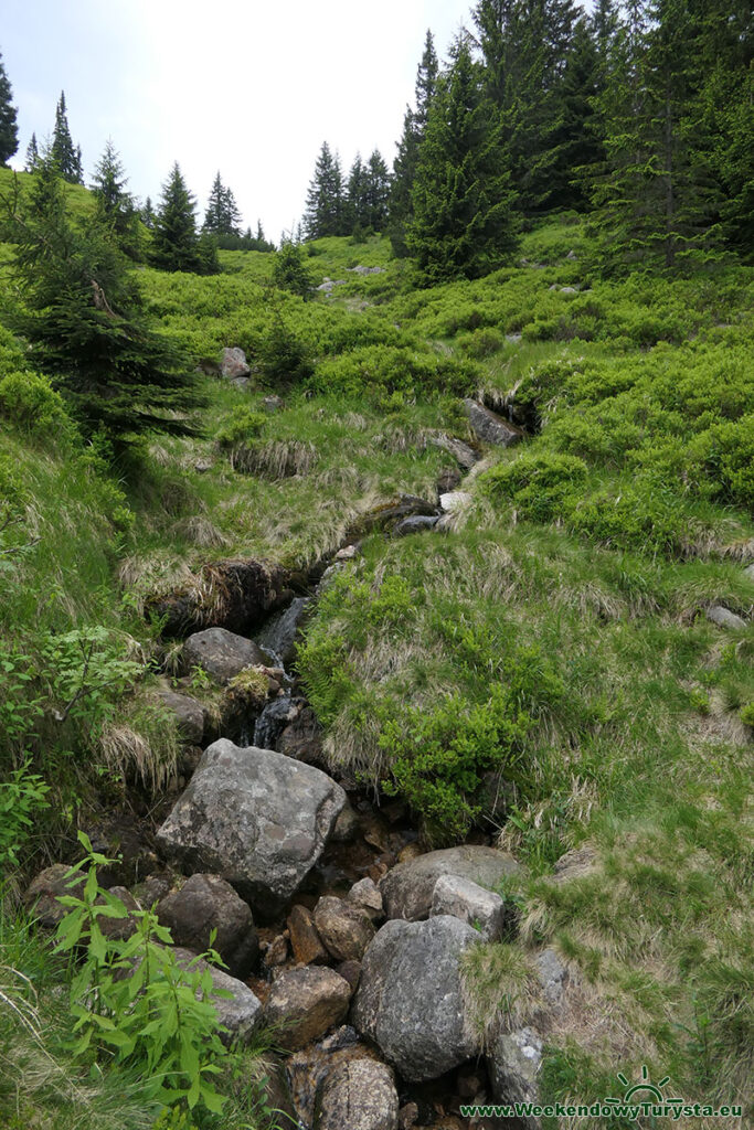 Ścieżka nad Reglami - strumień