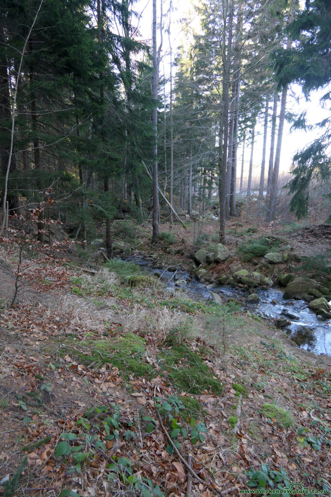 Leśne ścieżki wokół Przesieki