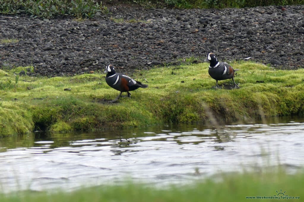 Thingvellir - park narodowy