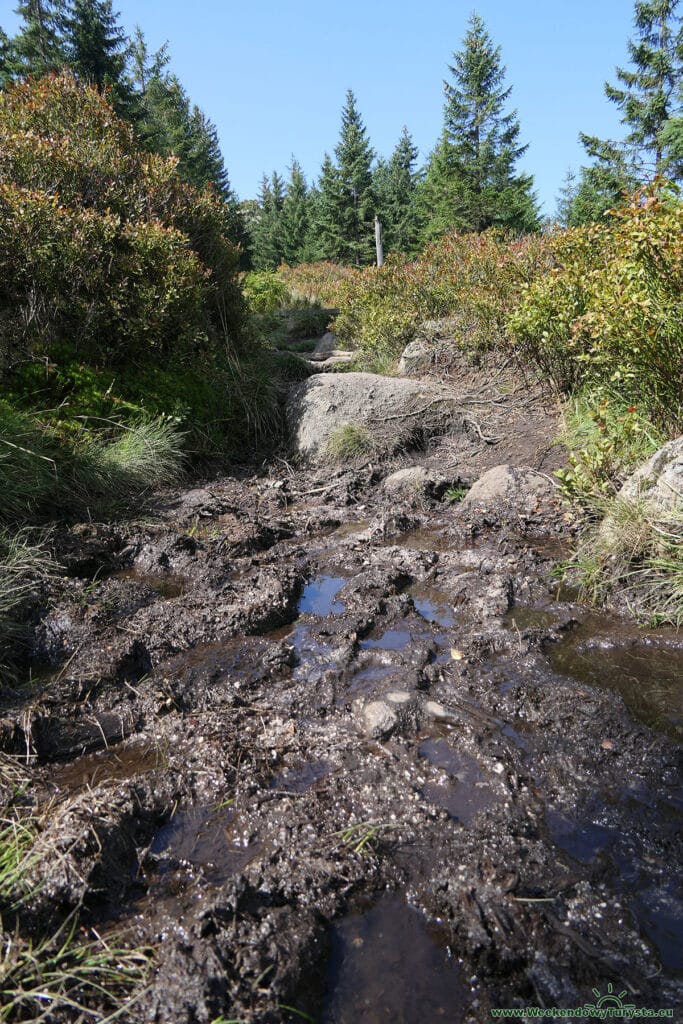 Szlak wśród jagodzisk