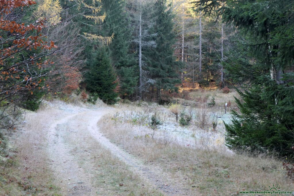 Leśna ścieżka w Karkonoszach