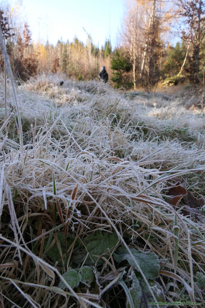 Leśna ścieżka w Karkonoszach