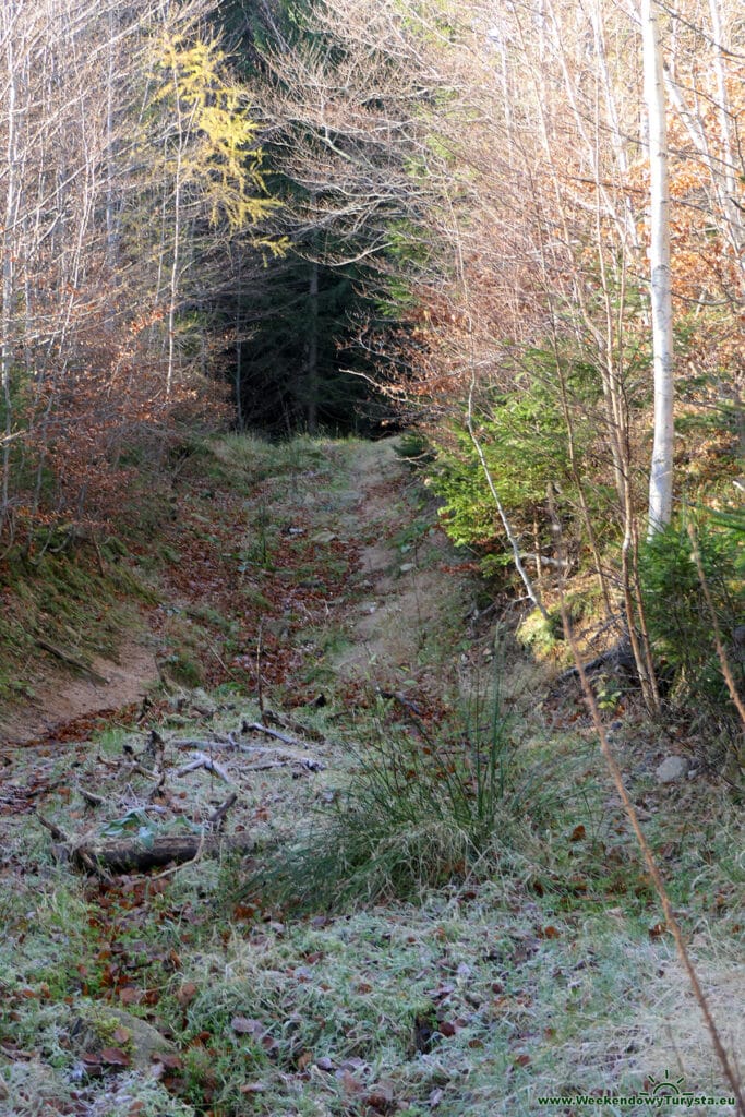 Leśna ścieżka w Karkonoszach