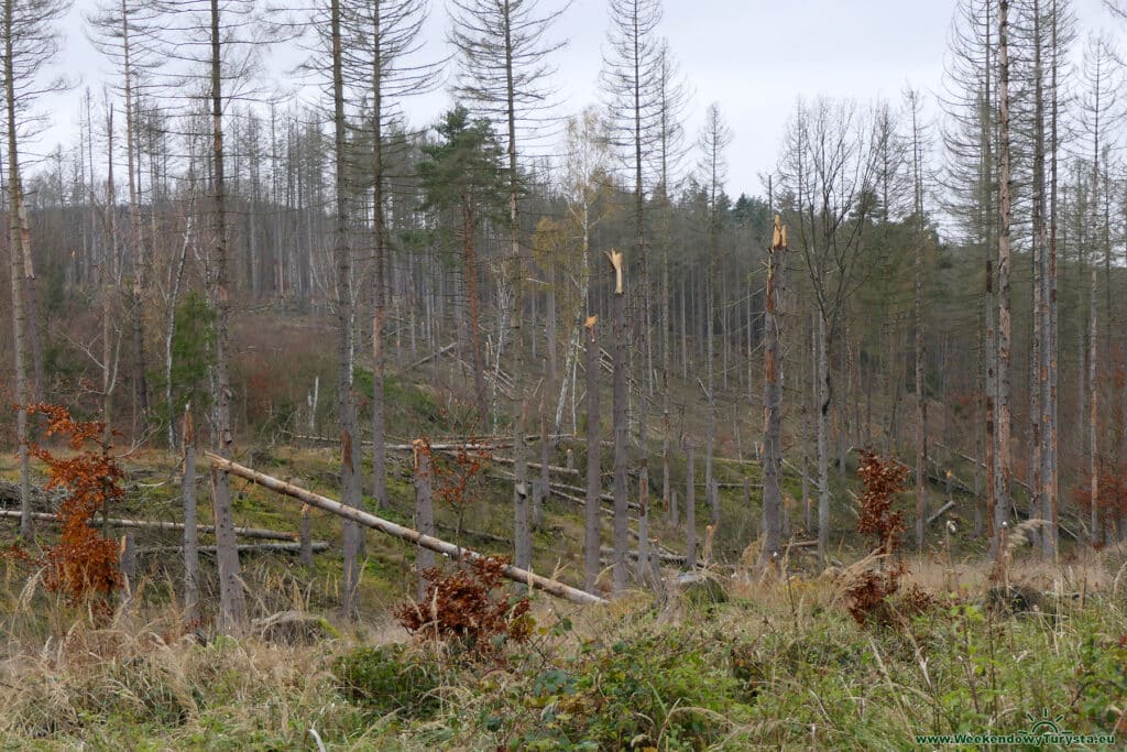 Wiatrołomy przy czerwonym szlaku - Park Narodowy Czeska Szwajcaria