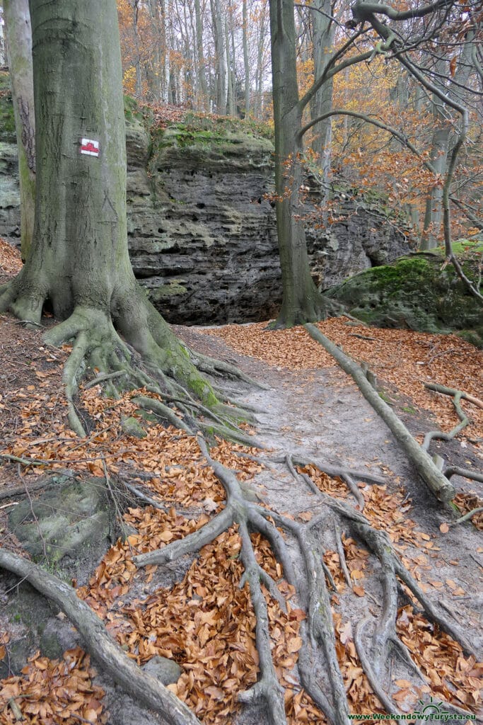 Park Narodowy Czeska Szwajcaria - czerwony szlak powrotny z  Pravcickiej Bramy