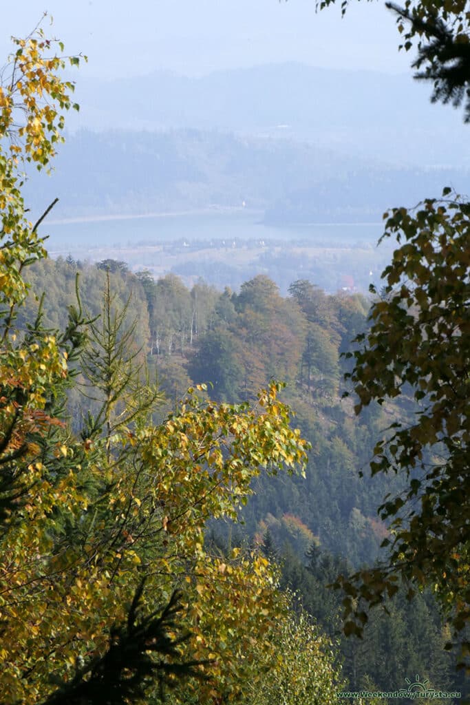 Brzozowa aleja na niebieskim szlaku