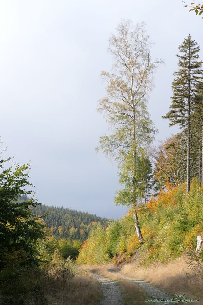 Czerwony szlak w Karkonoszach w kierunku Rozdroża Kowarskiego