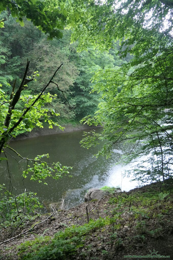 Szlak Riegra -ścieżka w lesie nad Izerą