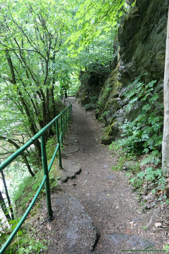 Szlak Riegra -ścieżka w lesie nad Izerą