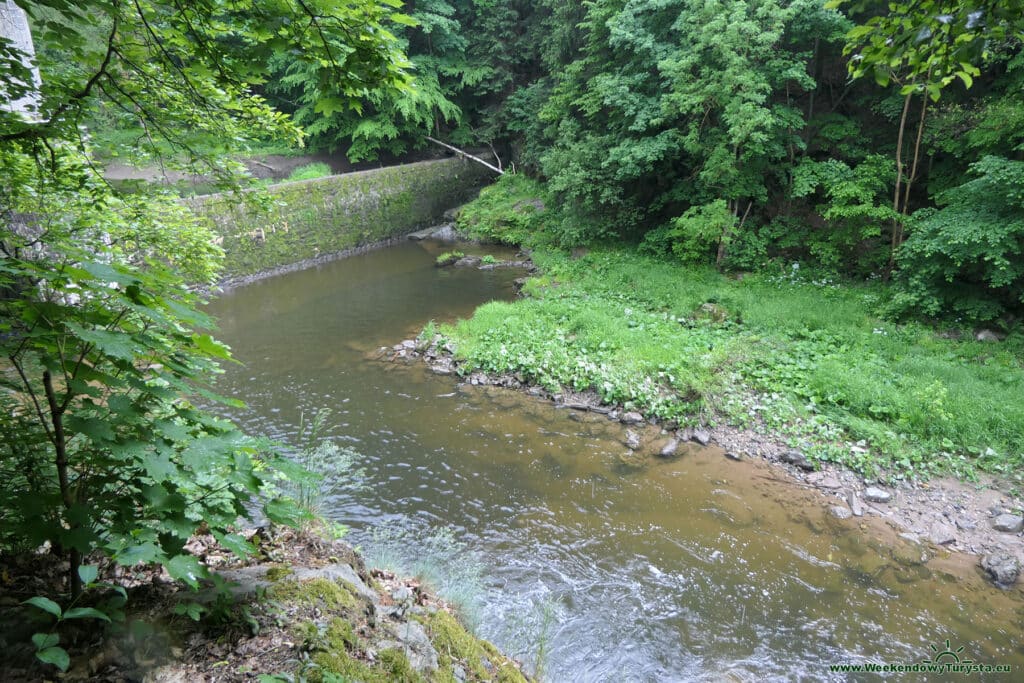 Szlak Riegra -ścieżka w lesie nad Izerą