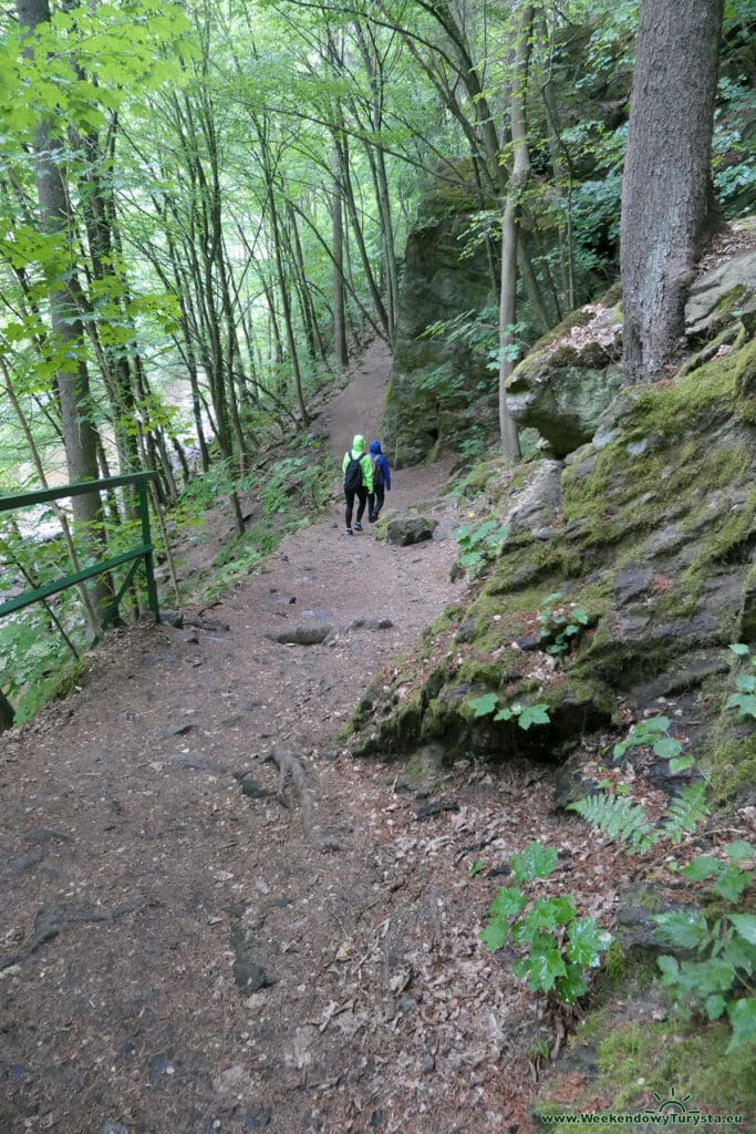 Szlak Riegra -czerwony szlak w lesie nad Izerą