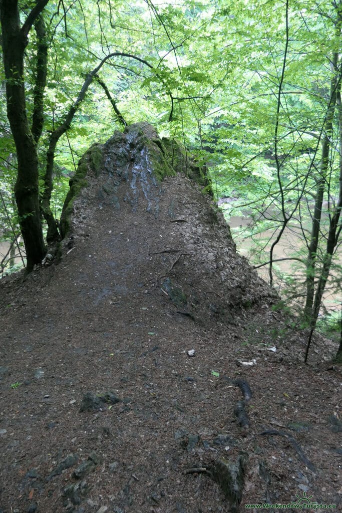 Szlak Riegra -czerwony szlak w lesie nad Izerą