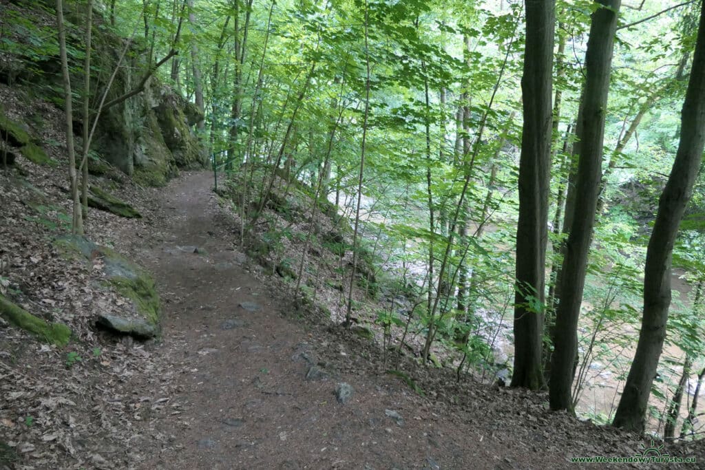 Szlak Riegra -czerwony szlak w lesie nad Izerą