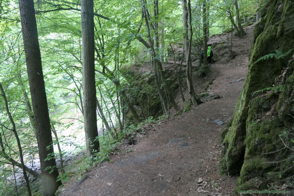 Szlak Riegra -czerwony szlak w lesie nad Izerą