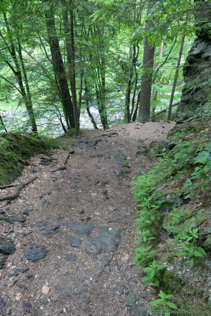 Szlak Riegra -czerwony szlak w lesie nad Izerą