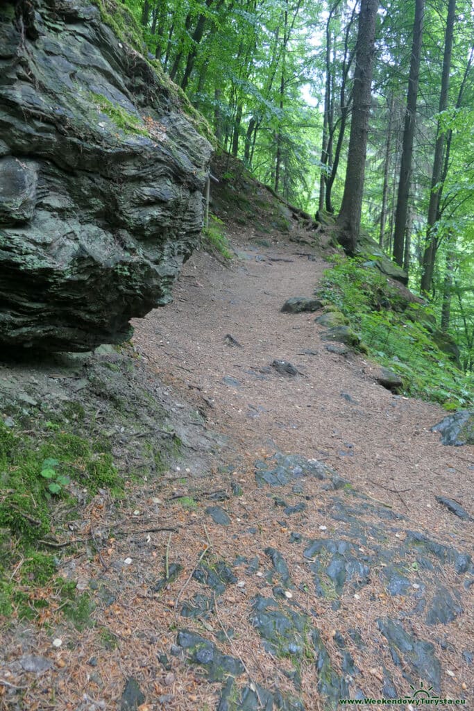 Szlak Riegra -czerwony szlak w lesie nad Izerą