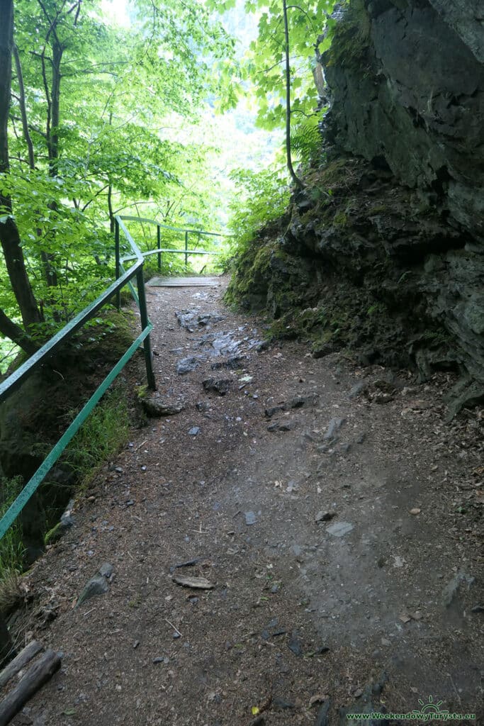 Szlak Riegra -czerwony szlak w lesie nad Izerą