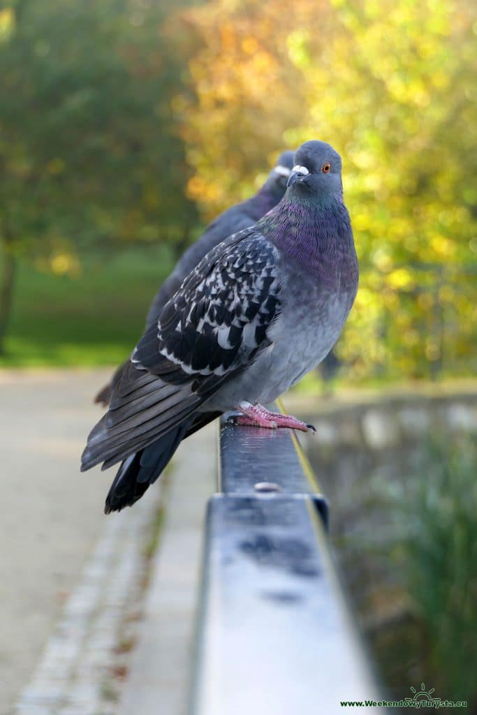 Kudowa Zdrój - Park Zdrojowy