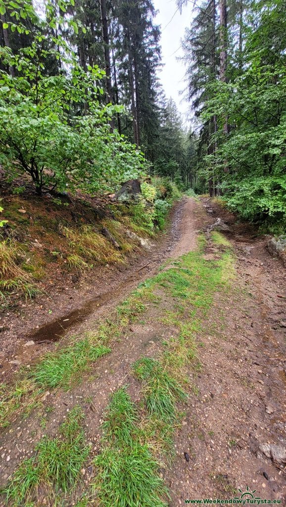 Główny Szlak Sudecki na Grzybowcu