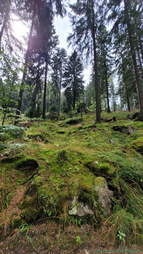 Główny Szlak Sudecki na Grzybowcu