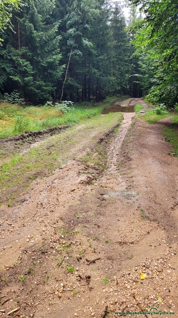 Główny Szlak Sudecki na Grzybowcu