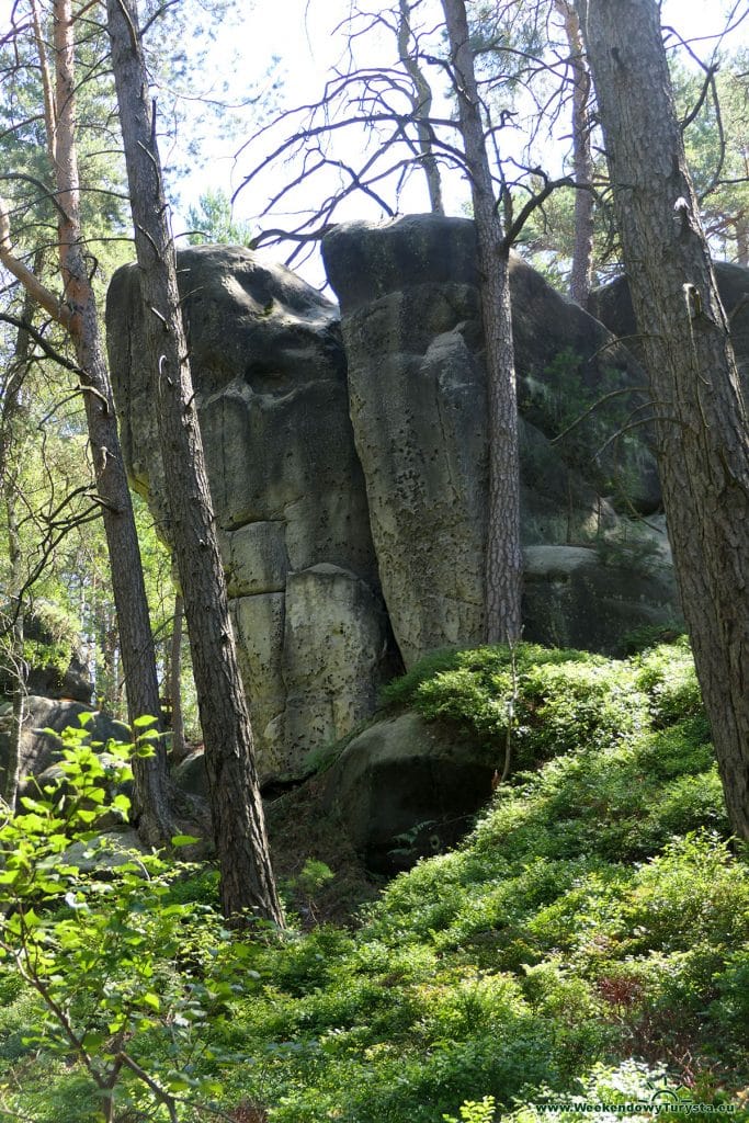 Maloskalska Drabovna - szlak w lesie