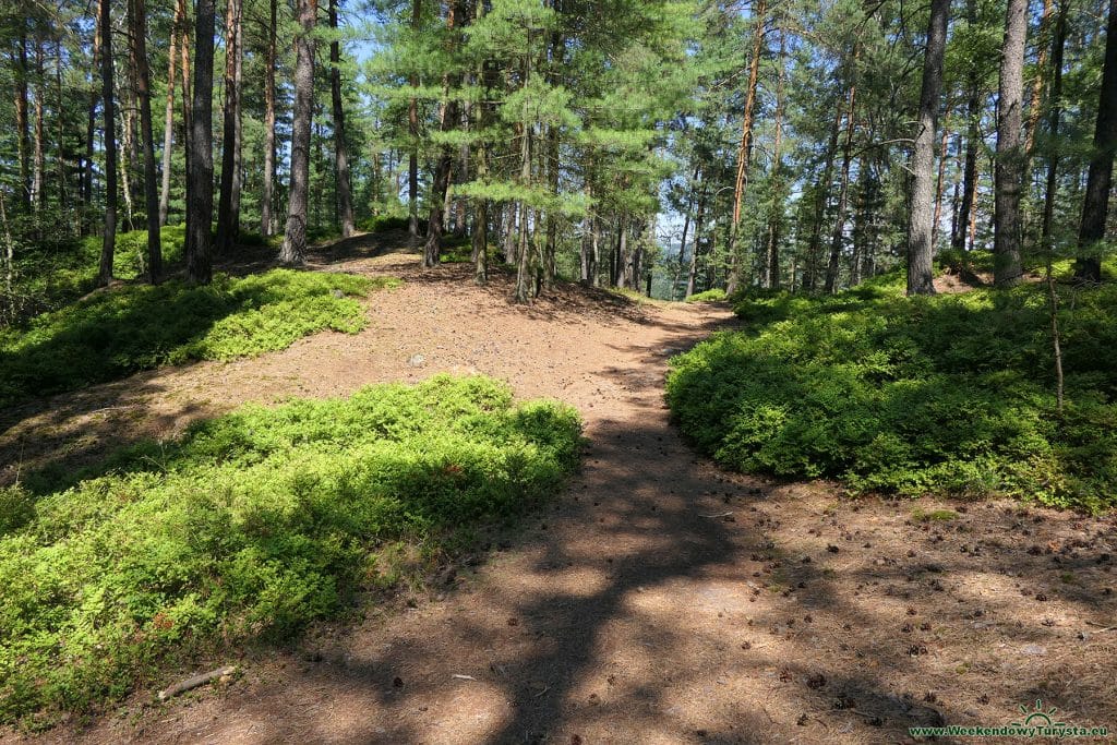 Maloskalska Drabovna - szlak w lesie