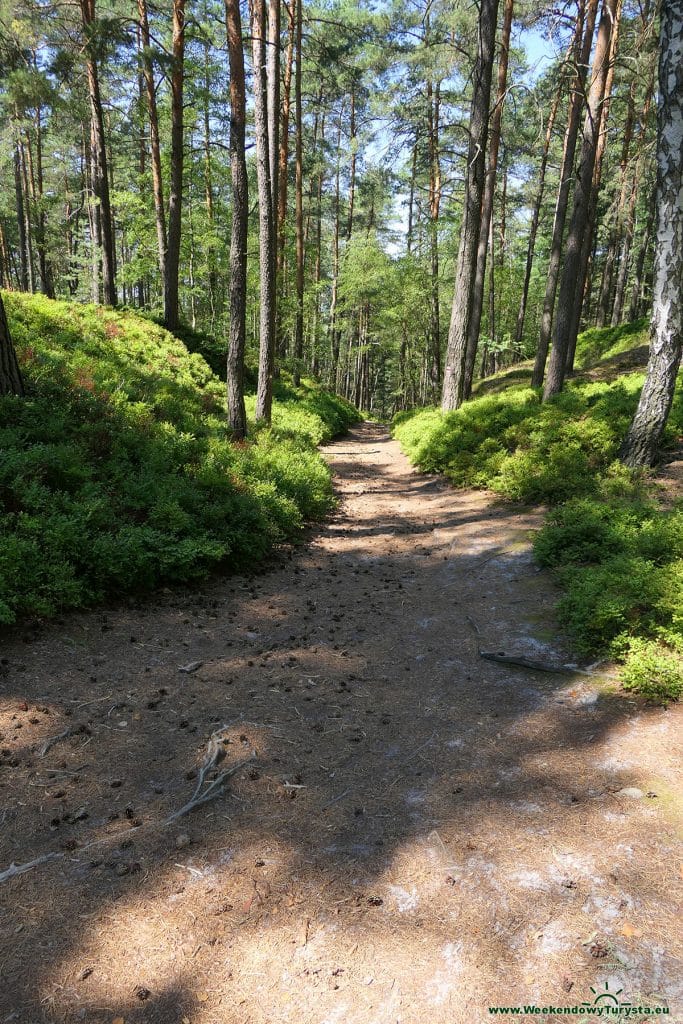 Maloskalska Drabovna - szlak w lesie