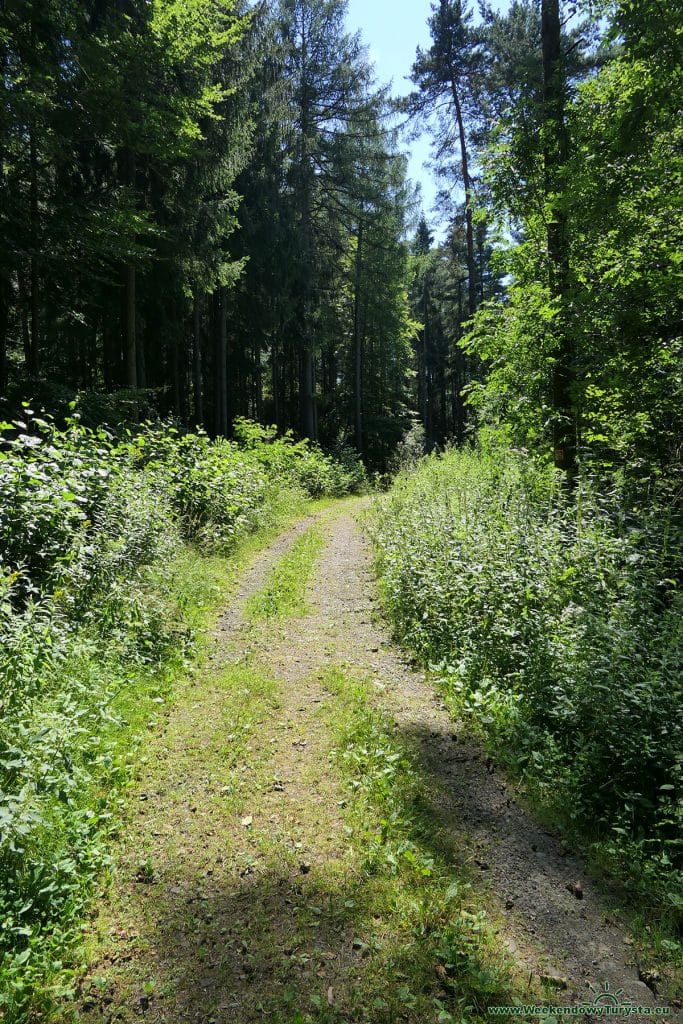 Maloskalska Drabovna - skrót powrotny - leśna droga