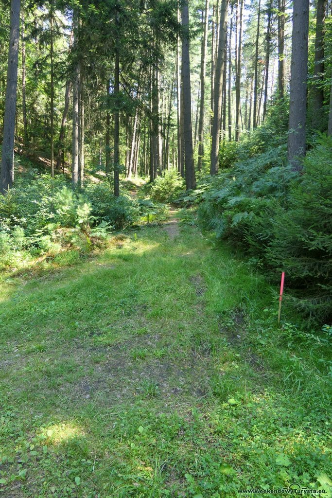 Maloskalska Drabovna - skrót powrotny - leśna droga