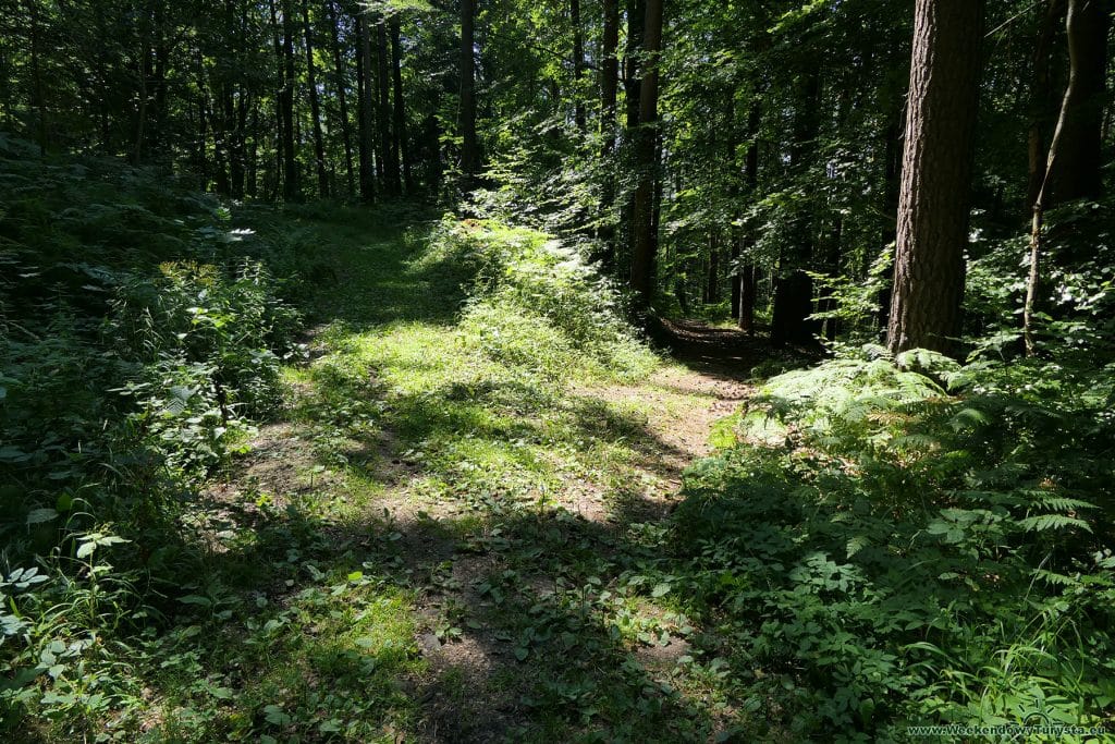 Rozejście scieżek w lesie