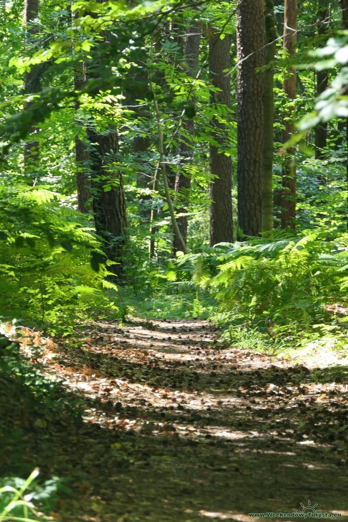 Maloskalska Drabovna - skrót powrotny - leśna ścieźka