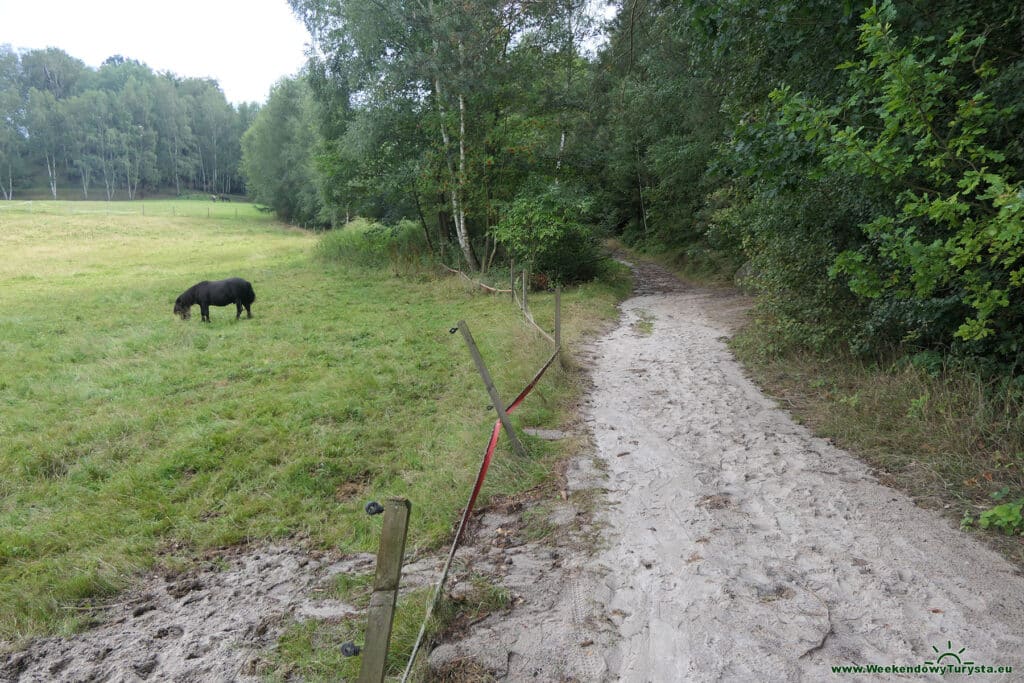 Szlak koło zamku Sloup - leśne ścieżki i szlaki