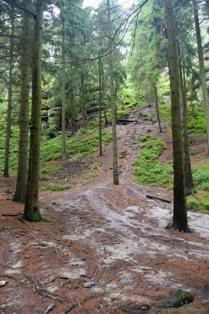 Szlak koło zamku Sloup - leśne ścieżki i szlaki