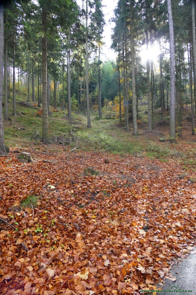 Droga do Zamku Leśna Skała