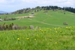 Szlak na Maciejową w Gorcach