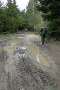 Szlak na Maciejową - leśna droga