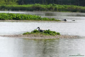 Slimbridge Wetland Centre