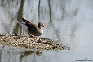 Dzika gęś w Slimbridge Wetland Centre