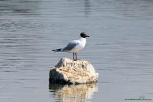 Ptactwo wodne w Slimbridge Wetland Centre