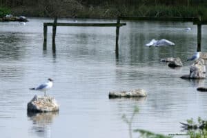 Ptactwo wodne w Slimbridge Wetland Centre