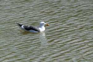 Ptactwo wodne w Slimbridge Wetland Centre